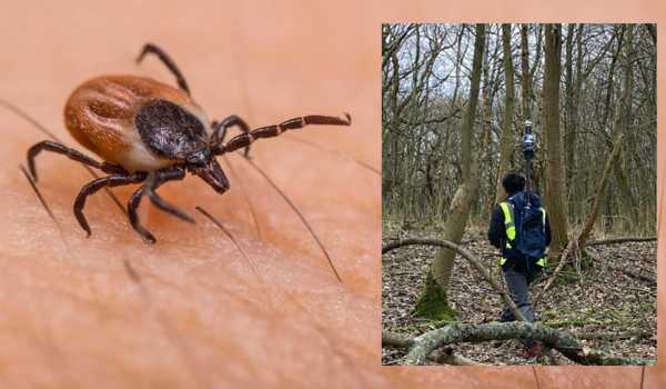 Close up of deer tick on human skin, with inset image of researcher in woodland